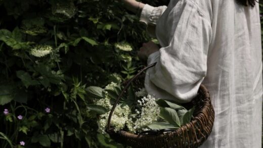 Homemade elderflower liqueur