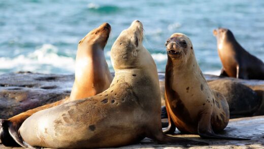 Seals at La Jolla, San Diego